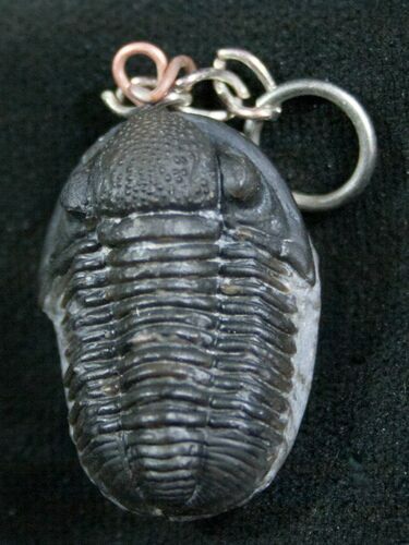 Authentic Gerastos Trilobite Fossil Pendant #8125